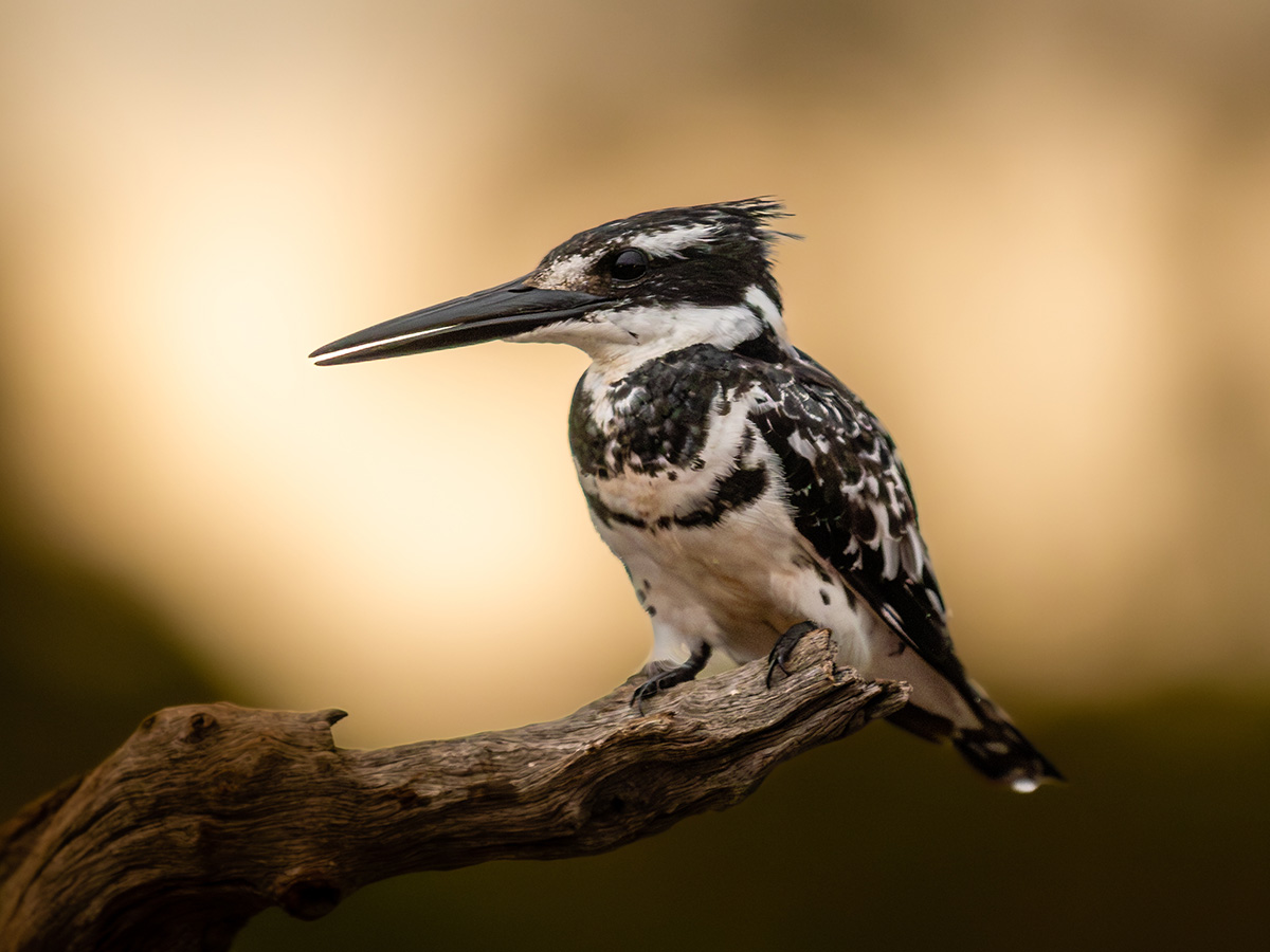 Creative photography techniques taught in live online Masterclasses