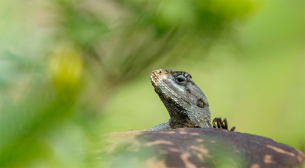 Agama
