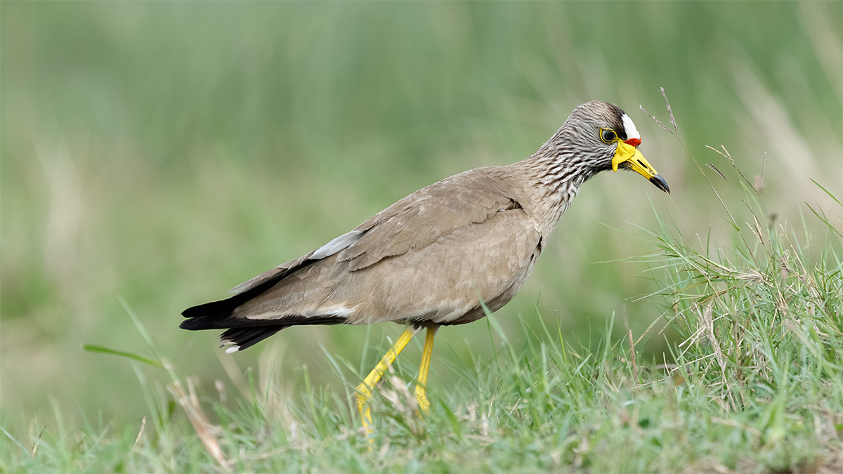 Bird photographed at the Rory Baker Bird Photography Workshop in South Africa