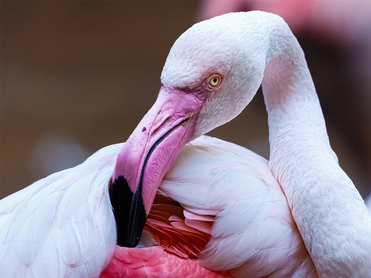zaagkuilsdrift bird photography
