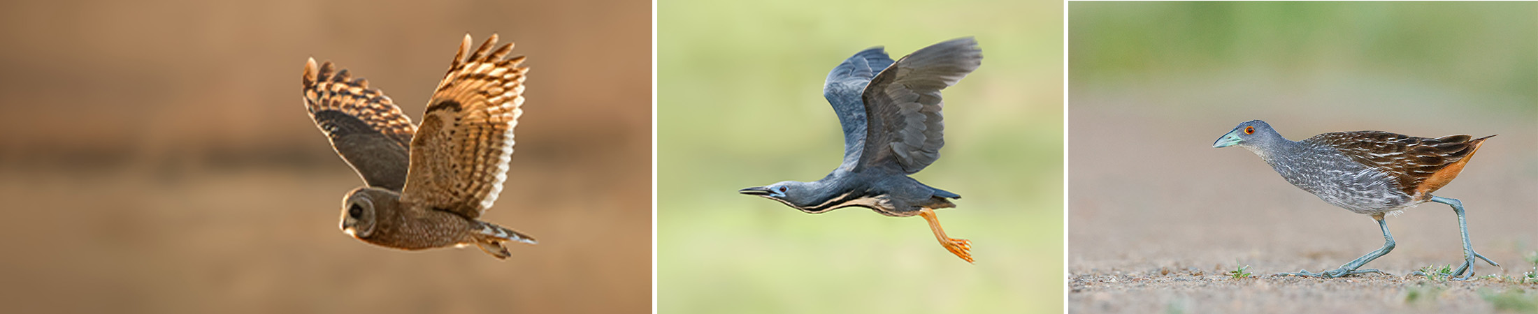 zaagkuilsdrift birds
