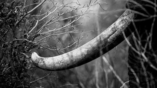 Converting to Mono/BW Master Class